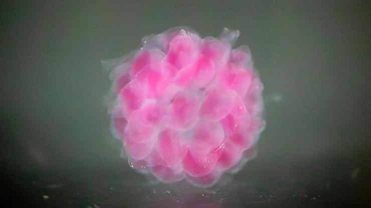 洋書 Cell and Organ Printing 3d-printed-organ-on-a-chip-